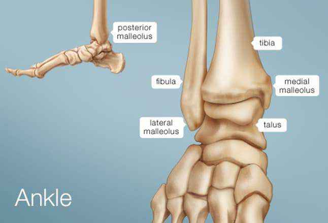 Diagram showing ankle bones
