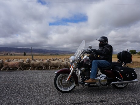 Road King and sheep - castle